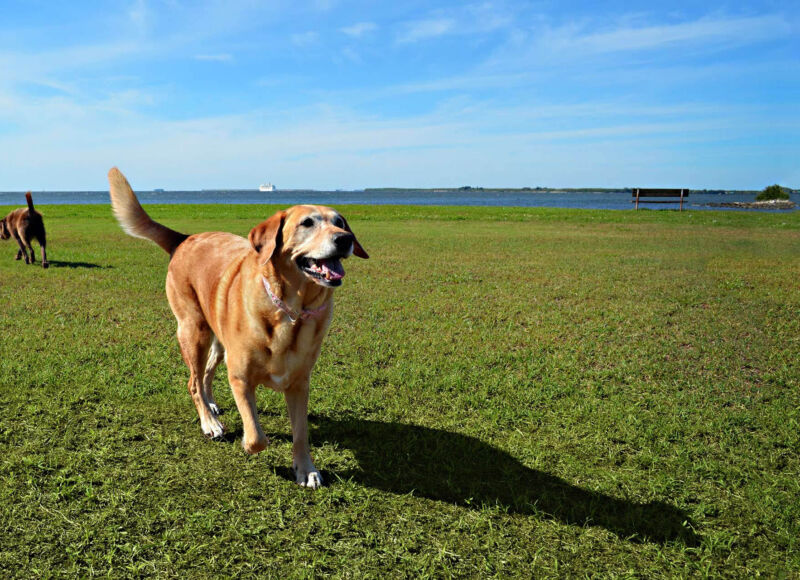 traveling with your pet