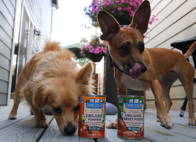 Benefits of Pumpkin for Pets