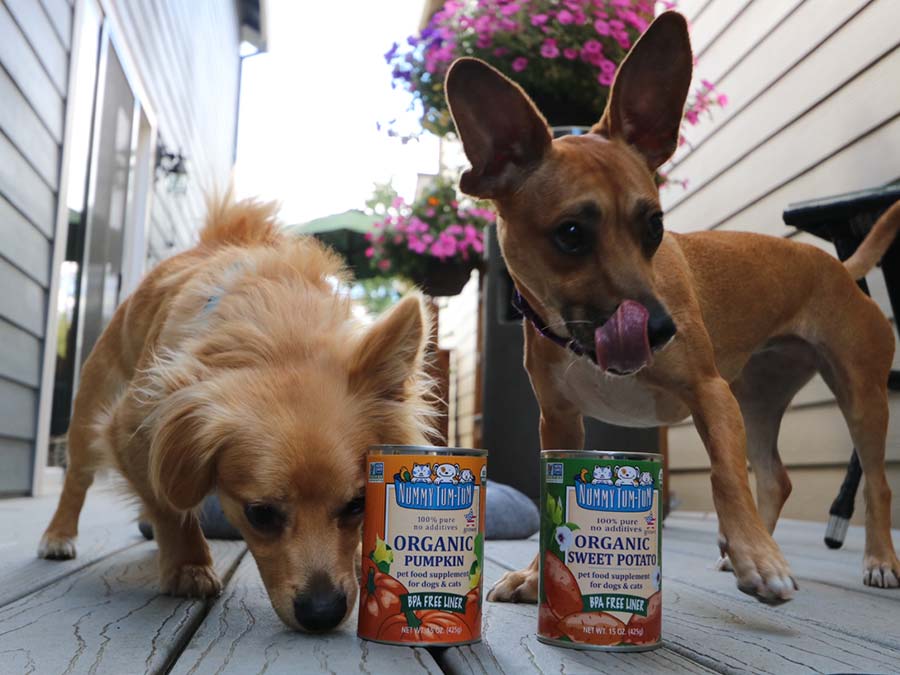 Benefits of Pumpkin for Pets