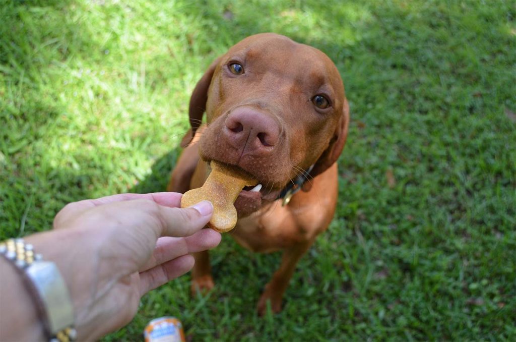 organic pet treat recipe