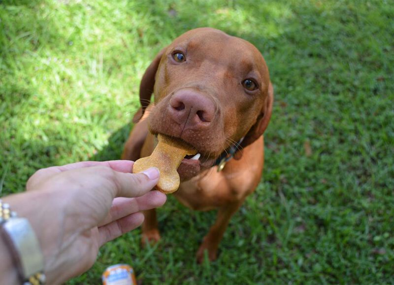 organic pet treat recipe