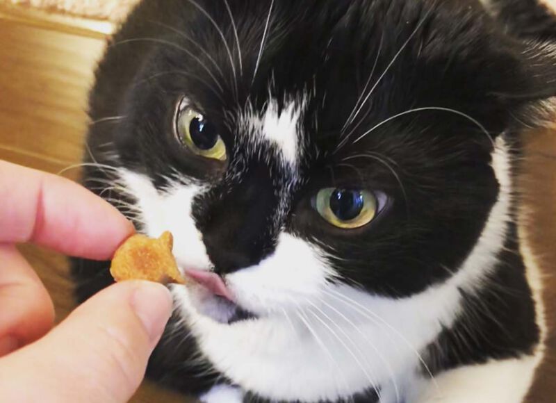 organic pumpkin catnip treats