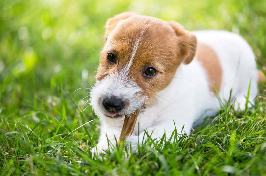 organic pet treat recipe