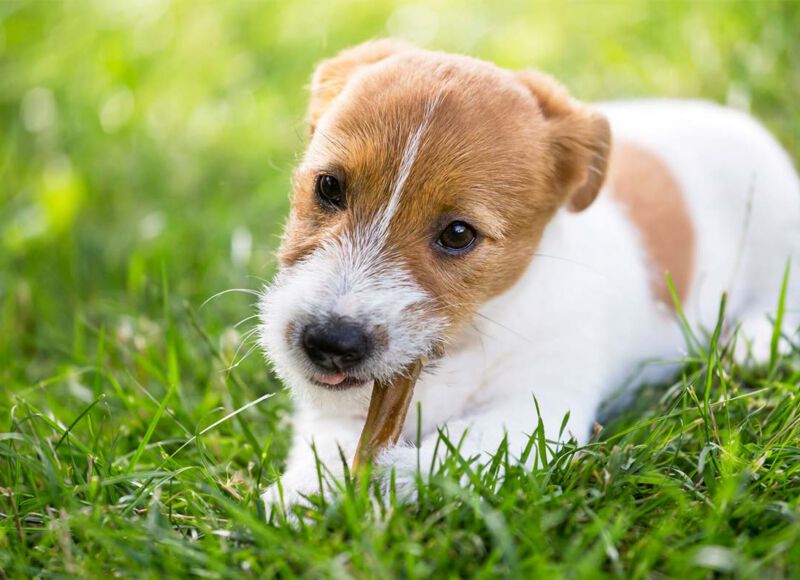 organic pet treat recipe