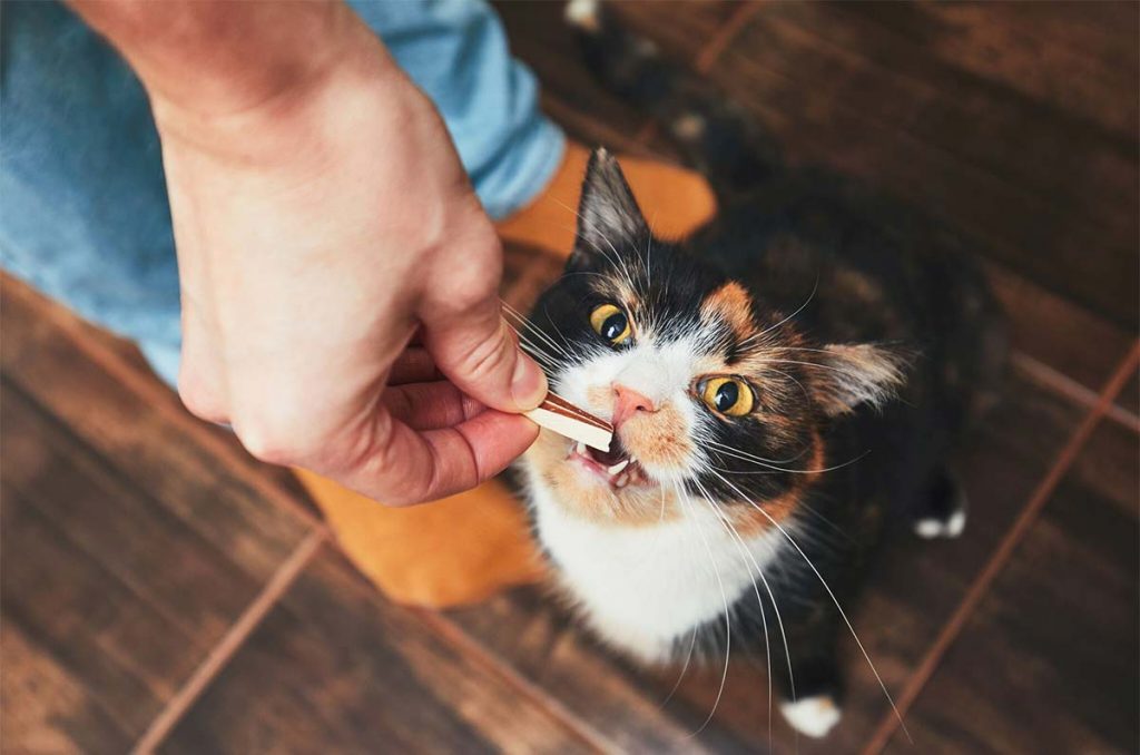 organic pet treat recipe