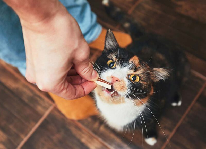 organic pet treat recipe