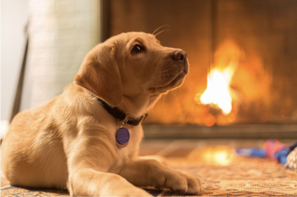 fire safety for pets