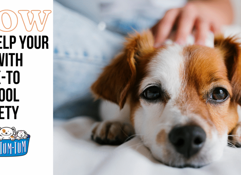 Back to school anxiety in pets