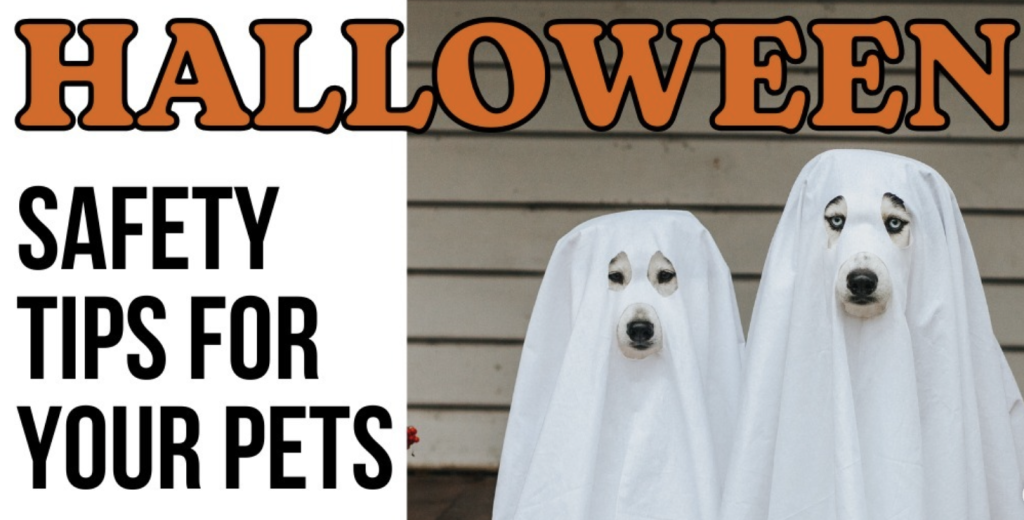 halloween pet safety tips