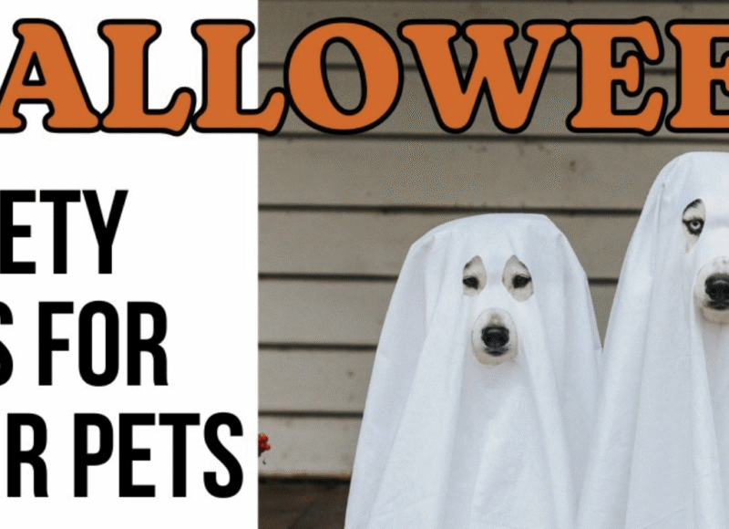 halloween pet safety tips