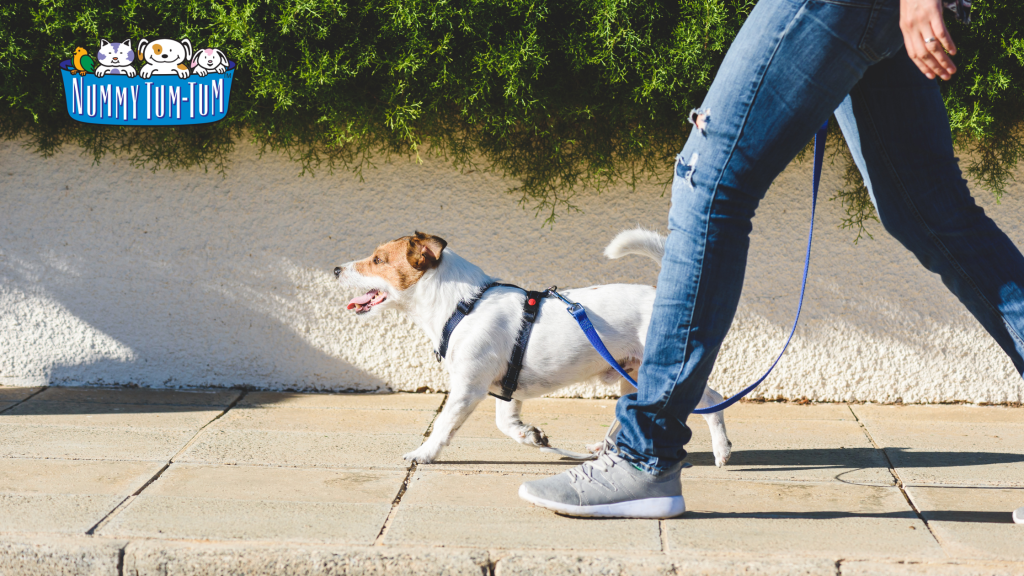 Walking a dog on the pavement