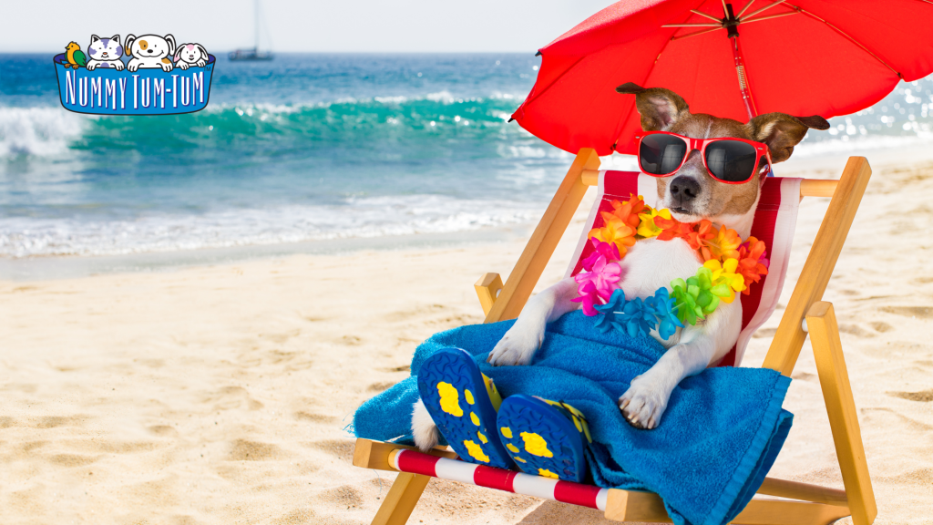 sun protection for dogs