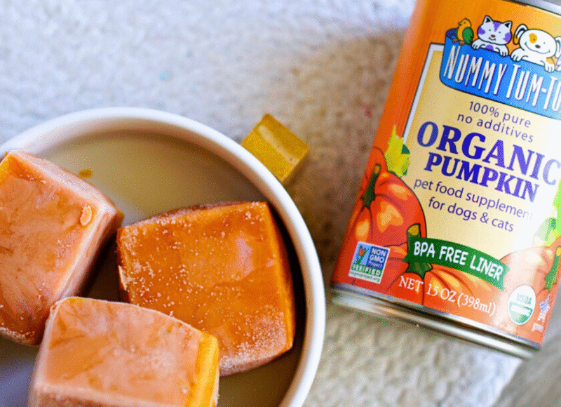 frozen pumpkin ice cubes for pets made with Nummy Tum Tum 100% pure organic pumpkin