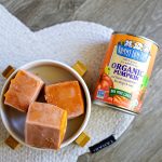 frozen pumpkin dog popsicles