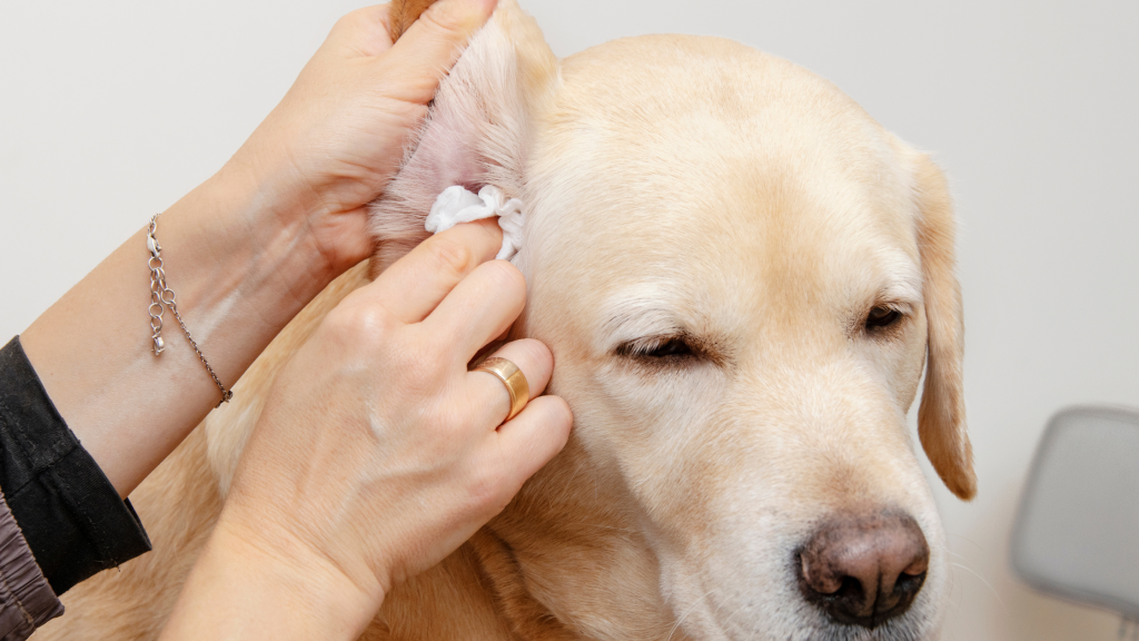 cleaning out a dog's ear