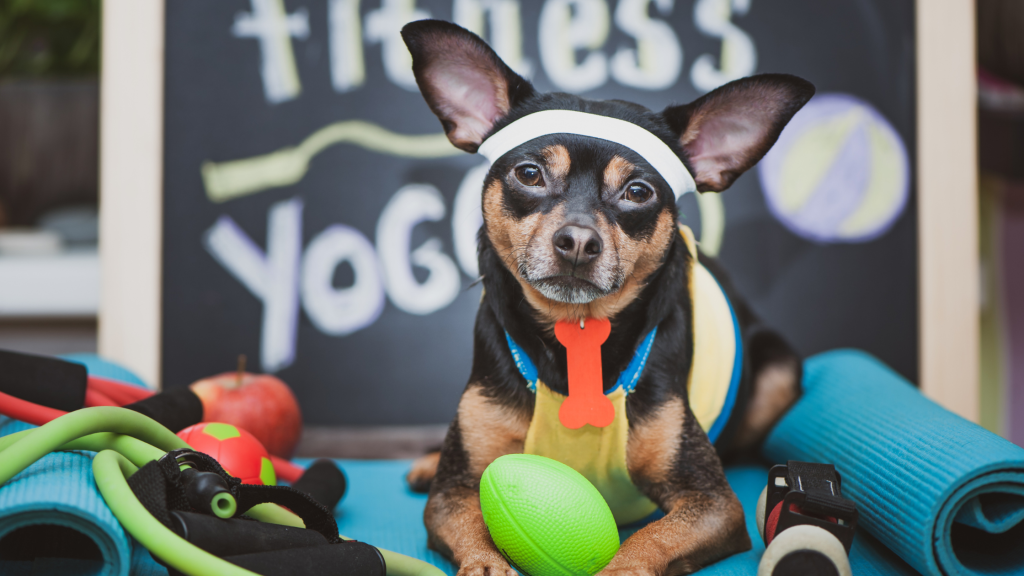 dog in workout gear
