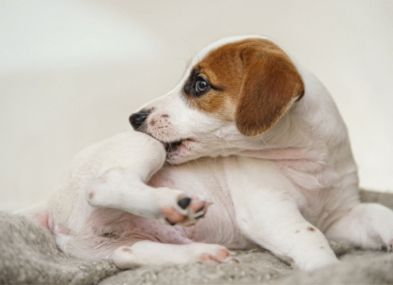 dog chewing his leg with an itch